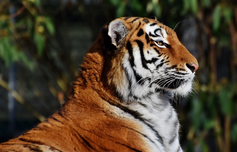 Tiger in the wild